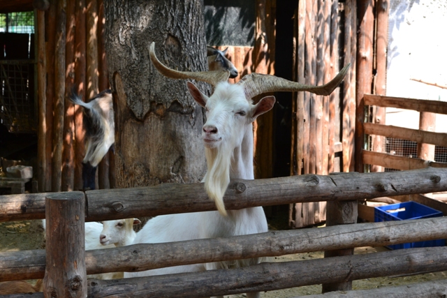 Аристокрацията