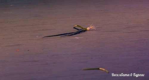 Sea Of Black Festival 2017