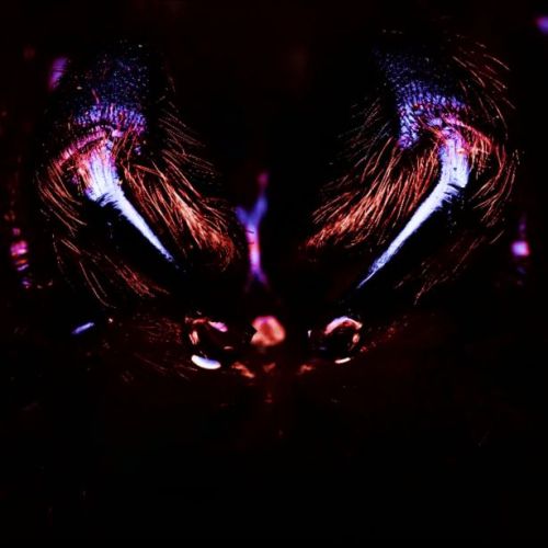 Ombra - Night Terror